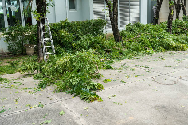 Tree and Shrub Care in Pemberwick, CT